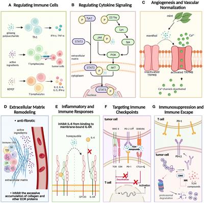 Harnessing the power of traditional Chinese medicine monomers and compound prescriptions to boost cancer immunotherapy